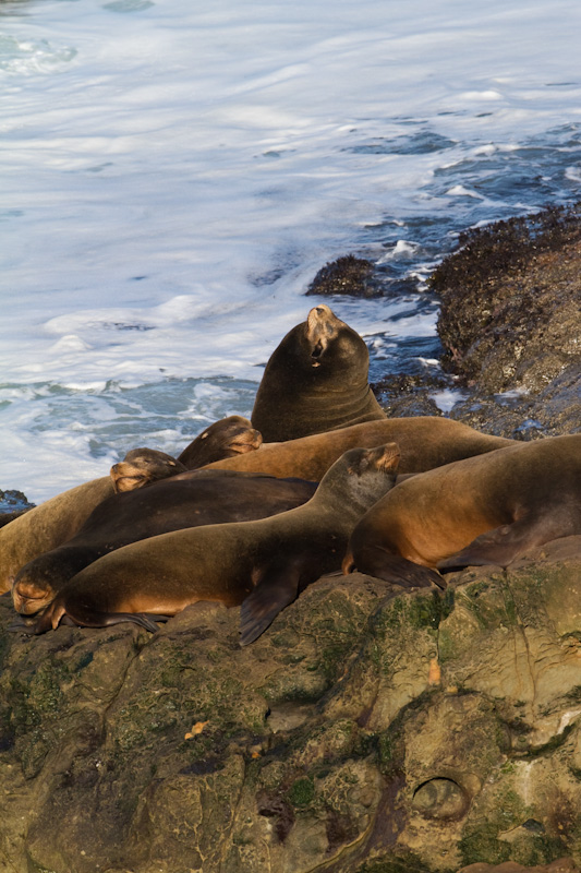 California Sea Lions